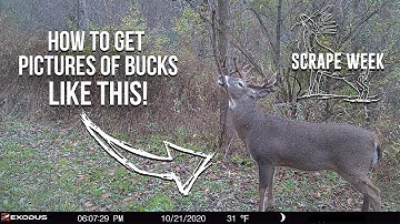 Pre-Rut Mature Buck Scrape Strategy with Jeff Sturgis #SCRAPEWEEK