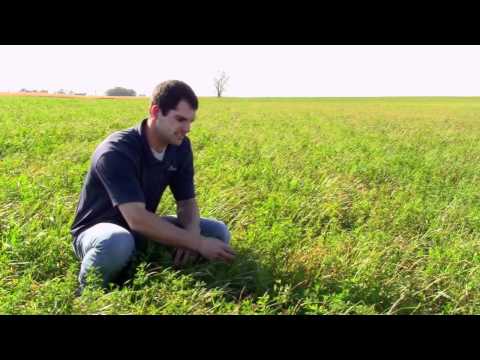 Video: What Is Orchardgrass - Lær om Orchardgrass dyrkingsforhold