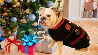 CUTE BULLDOG OPENS CHRISTMAS PRESENTS (IN UGLY CHRISTMAS SWEATER for DOGS! : LOLA the BULLDOG