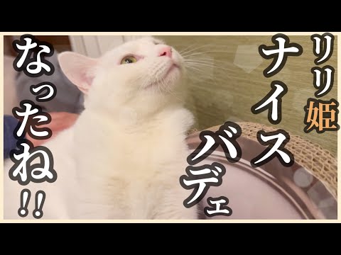 【女神様】野良猫だったとは思えないほど美しい猫になったねリリー!! hqdefault