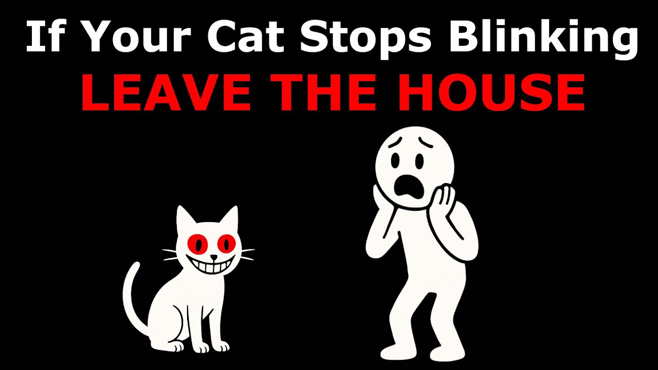 If Your Cat Stops Blinking... LEAVE THE HOUSE - Analog Horror