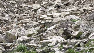 Marmot eating