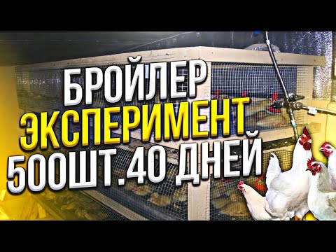 Заработок на бройлере ( ЭКСПЕРИМЕНТ на 500шт), выращивание бройлера, бройлер кобб 500 в курятнике