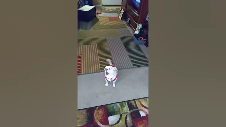 Bruiser's singing video