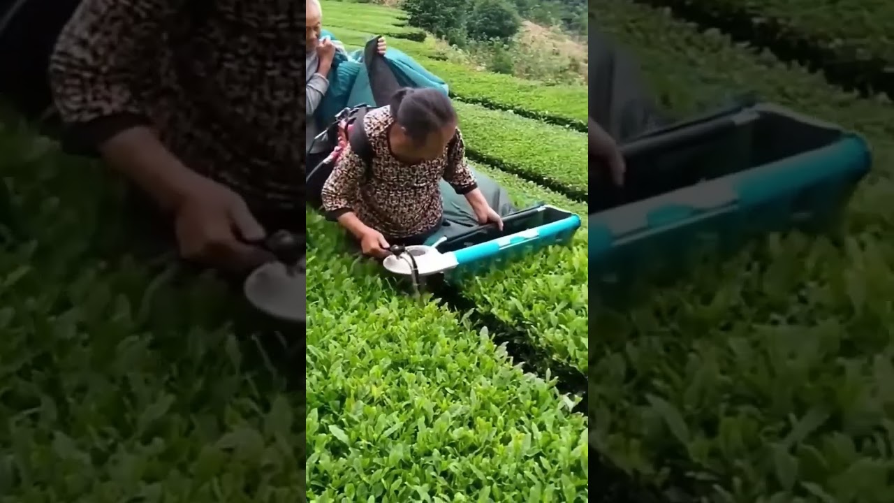 Tea Mechanical Picking Process | 🇺🇸🇬🇧🇨🇦 