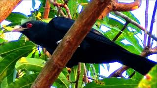 Asian koel / Burung sewah tahu / Burung tuwu / Eudynamys scolopaceus / 噪鹃 sorethroat singing sounds