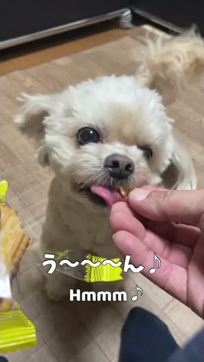 犬を庭で飼うな 見知らぬおばさんが突然我が家に現れ