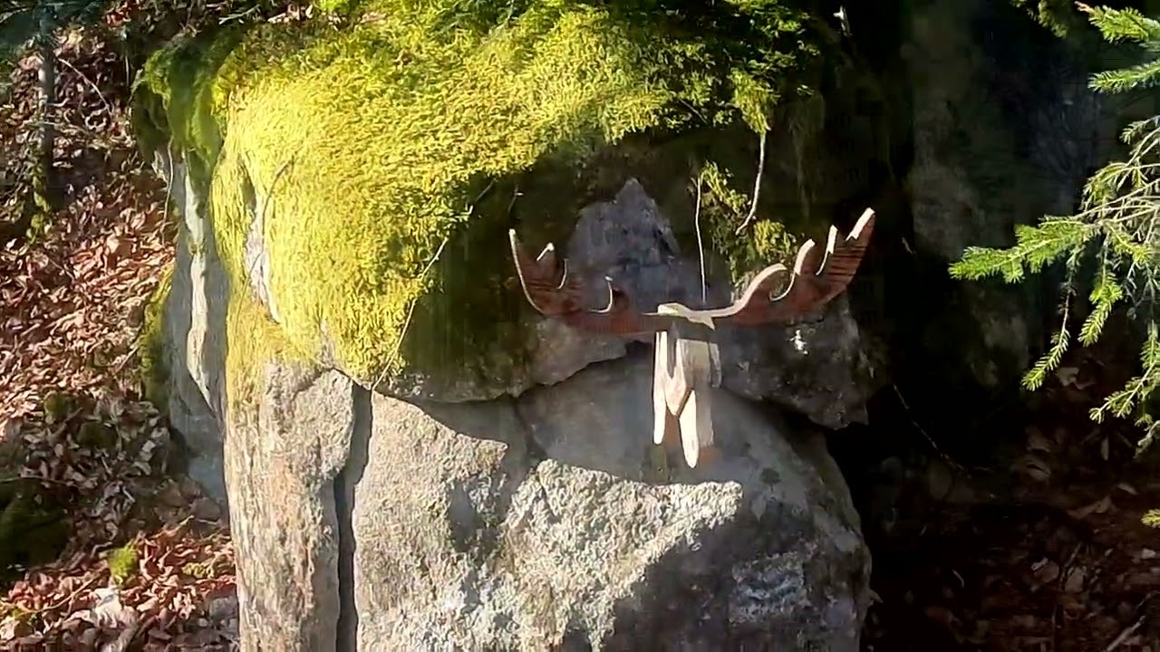 Carsten Neder Trailrunning-Downhilltraining Hirschenstein im Bayerischen Wald