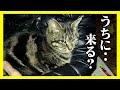 【野良猫が人を惑わせ家猫へ？】猫二匹で生活が激変しました。😳 