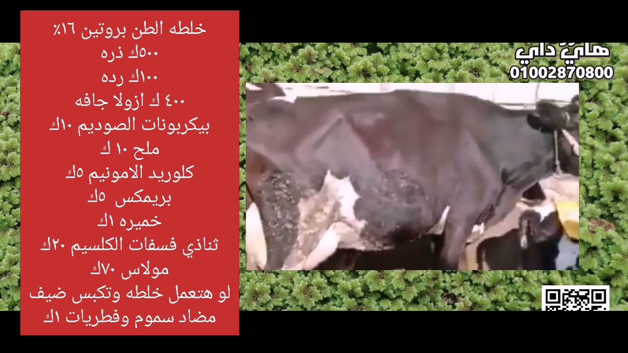 خلطه علف بالازولا للمواشي تركيبه علف المصانع بالظبط اعمل خلطه علف Azolla باحتراف م فادي البلتاجي