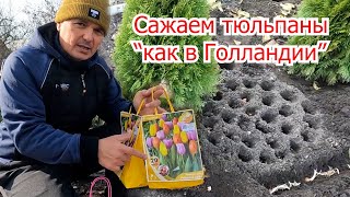 Сажаем Тюльпаны По Голландской Технологии! Шикарная Клумба Тюльпанов.