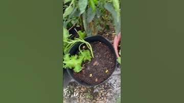 Cải Kale sau mấy tháng trồng 1 trận mưa muốn té tua #shorts #viral #garden #gardening