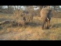 Baby Elephant Savute Botswana Africa