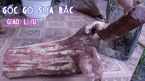 Gốc Gỗ Sưa Bắc 20 Năm Tuổi Chất Đỏ Tịm - Bán Lấy Tiền Đong Gạo