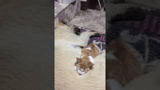 Tenten ve Mitsi :) #shorts