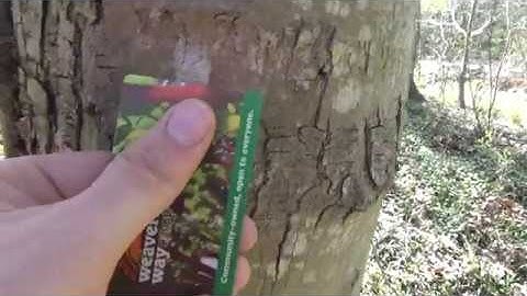 How to Remove Spotted Lanternfly Eggs