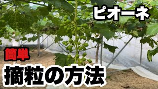 「ぶどうの作業」簡単にできる摘粒方法教えます。