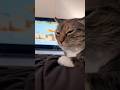 Katzen wenn sie Lieder hören 😭 #shorts