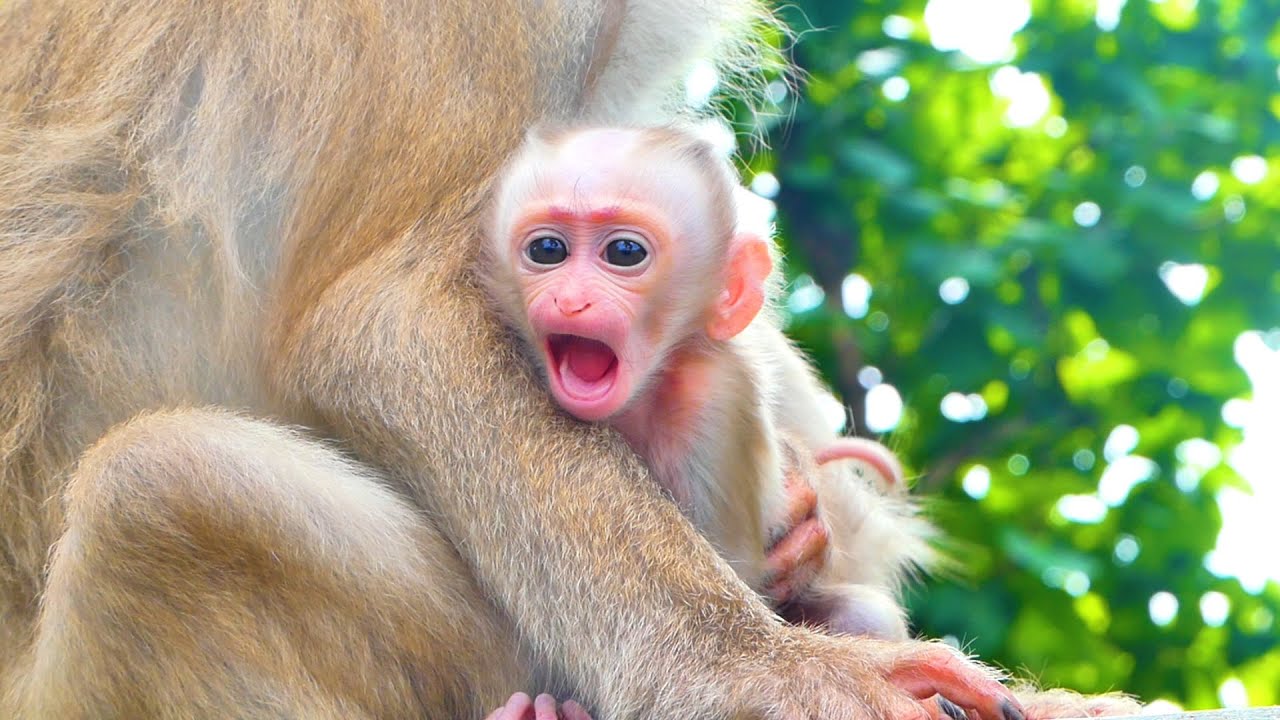 Adorable clip...When baby monkey MARCO makes a cute face with a big mouth to a cameraman like this.
