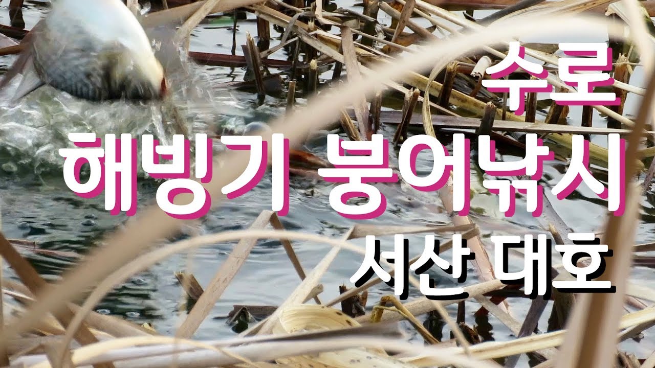 붕어낚시, 해빙기 수로 붕어 낚시는 어떻게?, 서산 대호 수초 구멍 치기