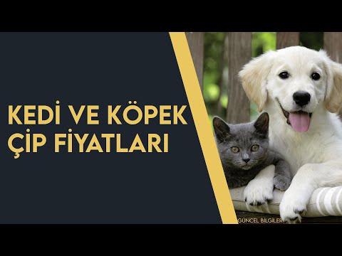 Video: Kedileri Ufalamak: Nedir, Prosedür Nasıl Yapılır, Hangi Yaşta Yapılır, Bir Hayvana çip Implante Etmenin Avantajları Ve Dezavantajları