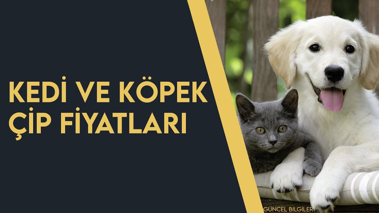 köpek çip fiyatları