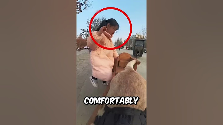 This Incredible Dog Who Picks Up a Girl From School 😱