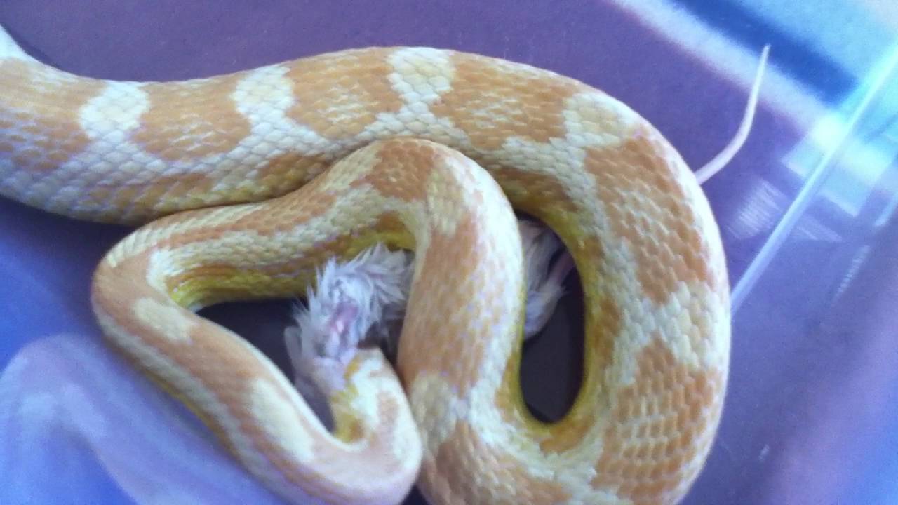 red rat snake diet Zeus Feeding video #1