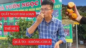 Quất Ngọt Đài Loan - Giống mới QUẢ TO, KHÔNG CHUA - Thế hệ 3☎️: 092.391.6866 - 0968.750.386
