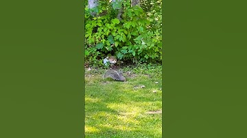 Squirrel vs Cat (SHOWDOWN!) #squirrel #cute #cat #funny #funnyshorts #cuteanimal #music #lol