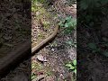 Snake hisses then slithers away
