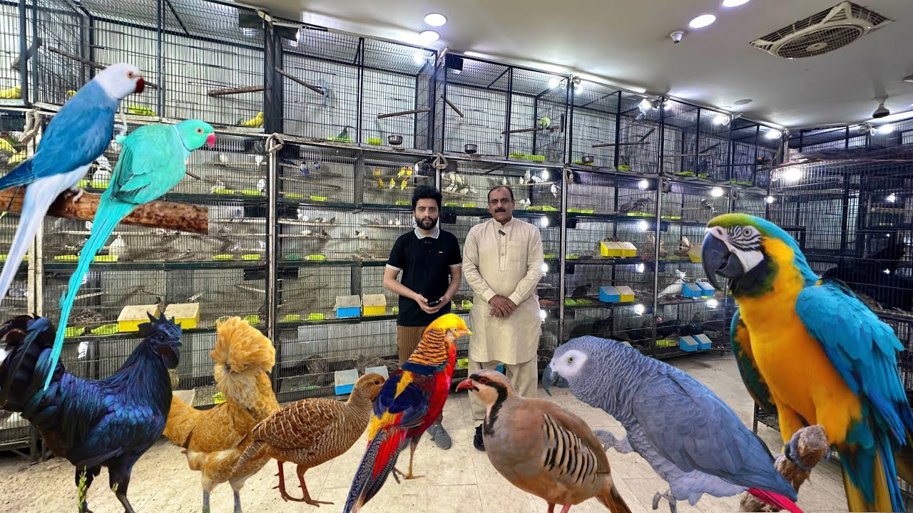 Birds Market Multan 09 November 2025  | multan birds market latest update | Mustaq Ahamad |