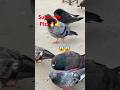 😱😱#pigeon#pigeonlaver#bird#kabootar#kabootarba#birdspecies#kabutar#kabootarloft05#pigeonbird😱😱😱