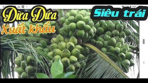 TRỒNG DỪA DỨA CÓ LỢI THẾ XUẤT KHẨU CAO, BÀ CON TÌM HIỂU CÁCH TRỒNG  DỪA DỨA LỚN NHẤT TẠI TIỀN GIANG.