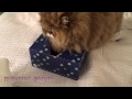 17 03 30 Persian kitty, Gypsy Rose, into the Kleenex ... again