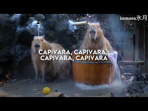 Todo dia a Clara a capivara cantando uma música diferente