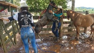 PRIMEIRO BANHO DO MEU POLTRO QM.🐎