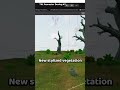 TNL Remaster Devlog #2 | Adding Stylized Vegetation
