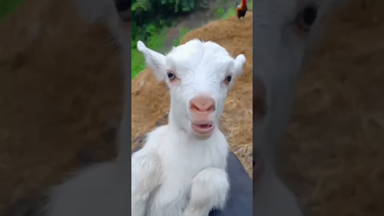 Little Goats Sound Goatsounds Goat Babyanimal