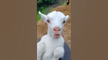 Little Goats Sound Goatsounds Goat Babyanimal 