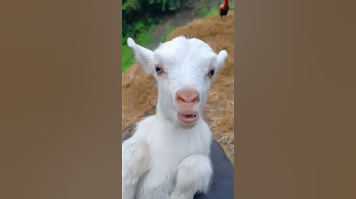 Little goats sound #goatsounds #goat #babyanimal