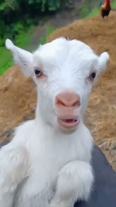 Little goats sound #goatsounds #goat #babyanimal