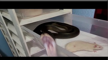 Warning |Feeding My Snakes | Live Feeding #irondoggreptiles #livefeeding #pythons