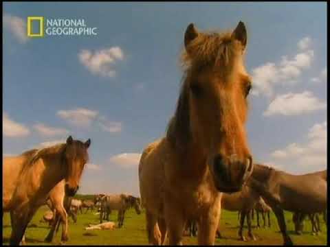 Империя лошадей. История покорения / Horses Empire. A History of Conquest