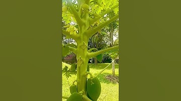 Hoa đu đủ đực có tốt không? #cothebanchuabiet #dinhduong #tin3phut #kienthuchay #kienthucthuvi