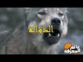 أمم أمثالكم أمة الذئاب