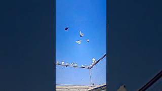 голуби пакистанские #pigeon #голуби #кептер #kaftar