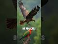 Be the Eagle: Rise Above the Noise and Fly Beyond Limits
