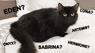 Naming My Pregnant Cat!