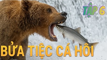 🐻 Tập 6: Bữa tiệc cá hồi của Gấu Nâu 🌊